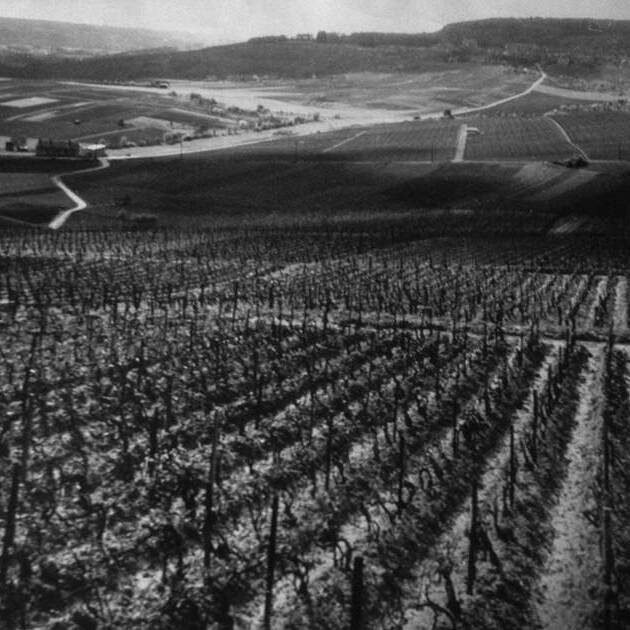 Vignobles champenoix