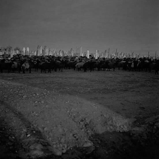 Syrie